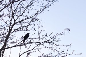 Lieneekö mustarastas, kun istuu illalla puun oksalla?