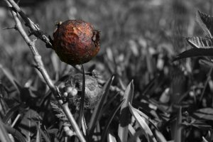 Kasvikuva karulla tunnelmalla