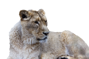 Tämän leijonan irrotin kuvakäsittelyn keinoin sekä taustastaan, että kaltereiden takaa