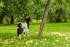 Vuohi, joka kohottaa päätään ylös omenoita kohti