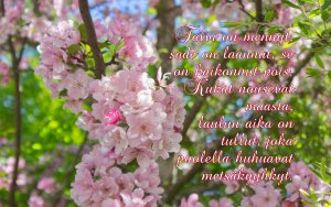 Raamatunkohta: Talvi on mennyt... Laulujen laulu/Korkeaveisu 2:11-12