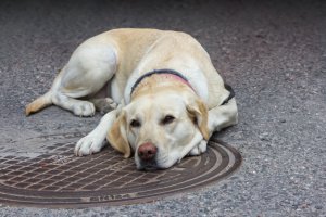 Koira, jonka takaa on poistettu ihmisten jalat