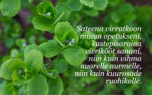 Sateena virratkoon opetukseni... 5. Moos. 32:2