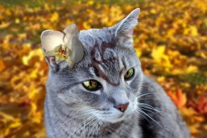 Kissa, jonka otsassa koristeellinen E ja korvassa orkidea